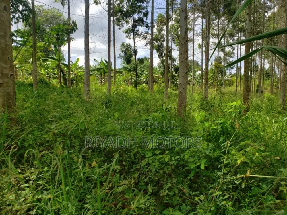 Eucalyptus Trees Sitted on 4acres