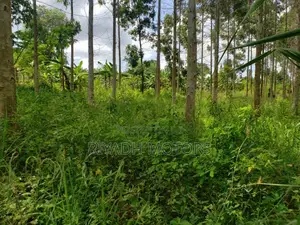 Eucalyptus Trees Sitted on 4acres