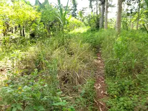 Eucalyptus Trees Sitted on 4acres