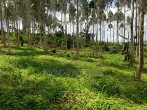 Eucalyptus Trees Sitted on 4acres