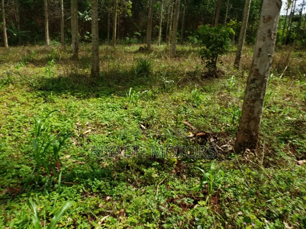 Eucalyptus Trees Sitted on 4acres