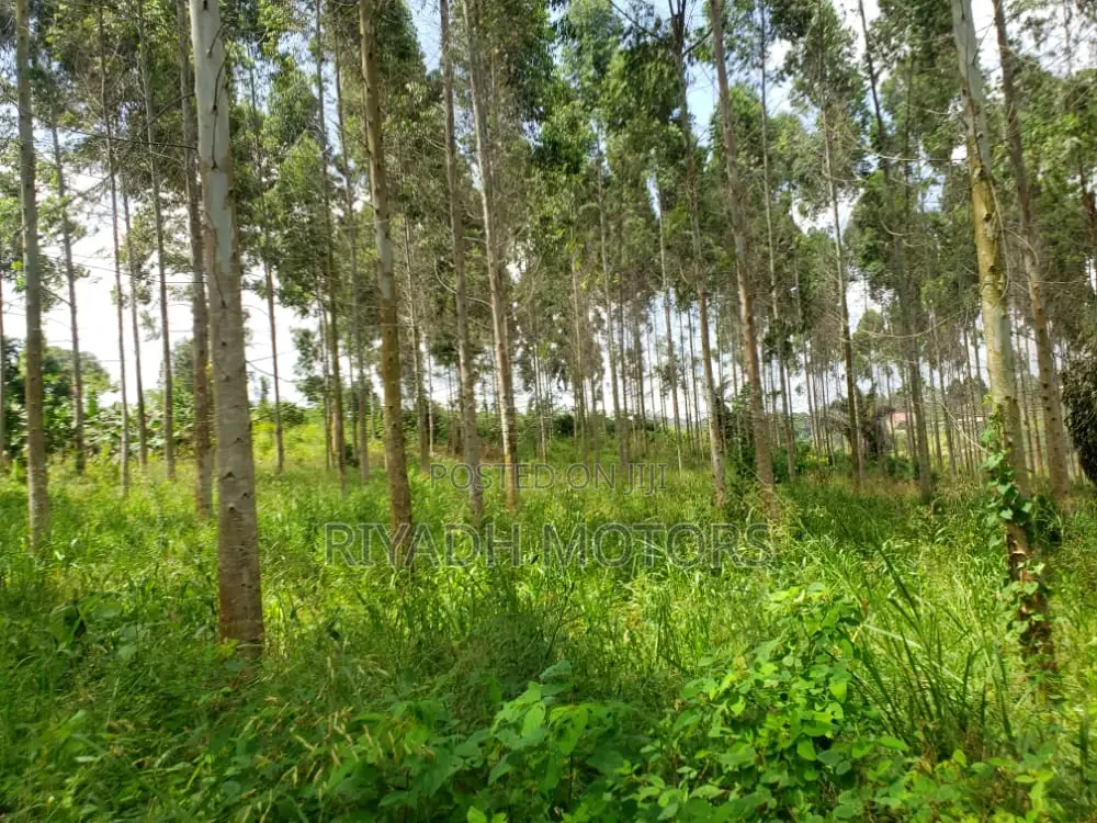 Eucalyptus Trees Sitted on 4acres