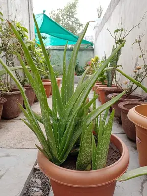 Aloevera Plant