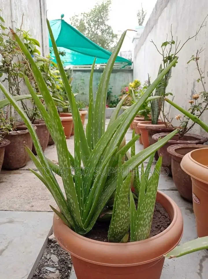Aloevera Plant
