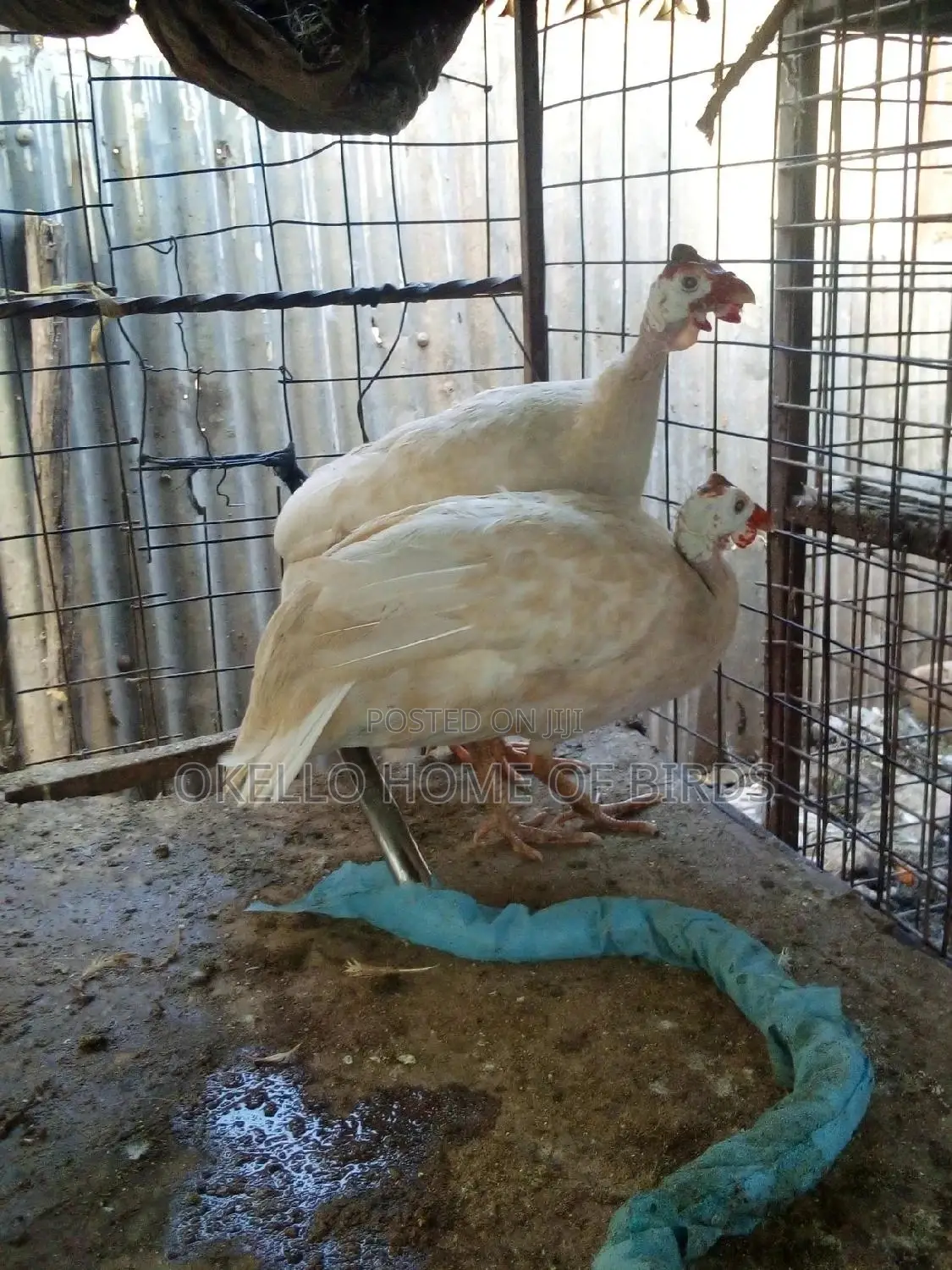 White Guinea Fowlz for Sell