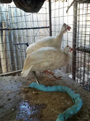 White Guinea Fowlz for Sell
