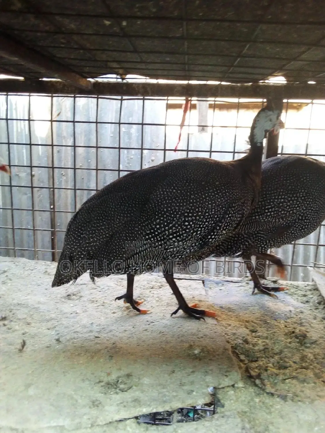 Guinea Fowlz for Sell Dotted