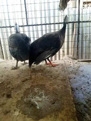Black Guinea Fowlz for Sell