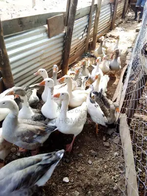 Geese for Sell in Kampala