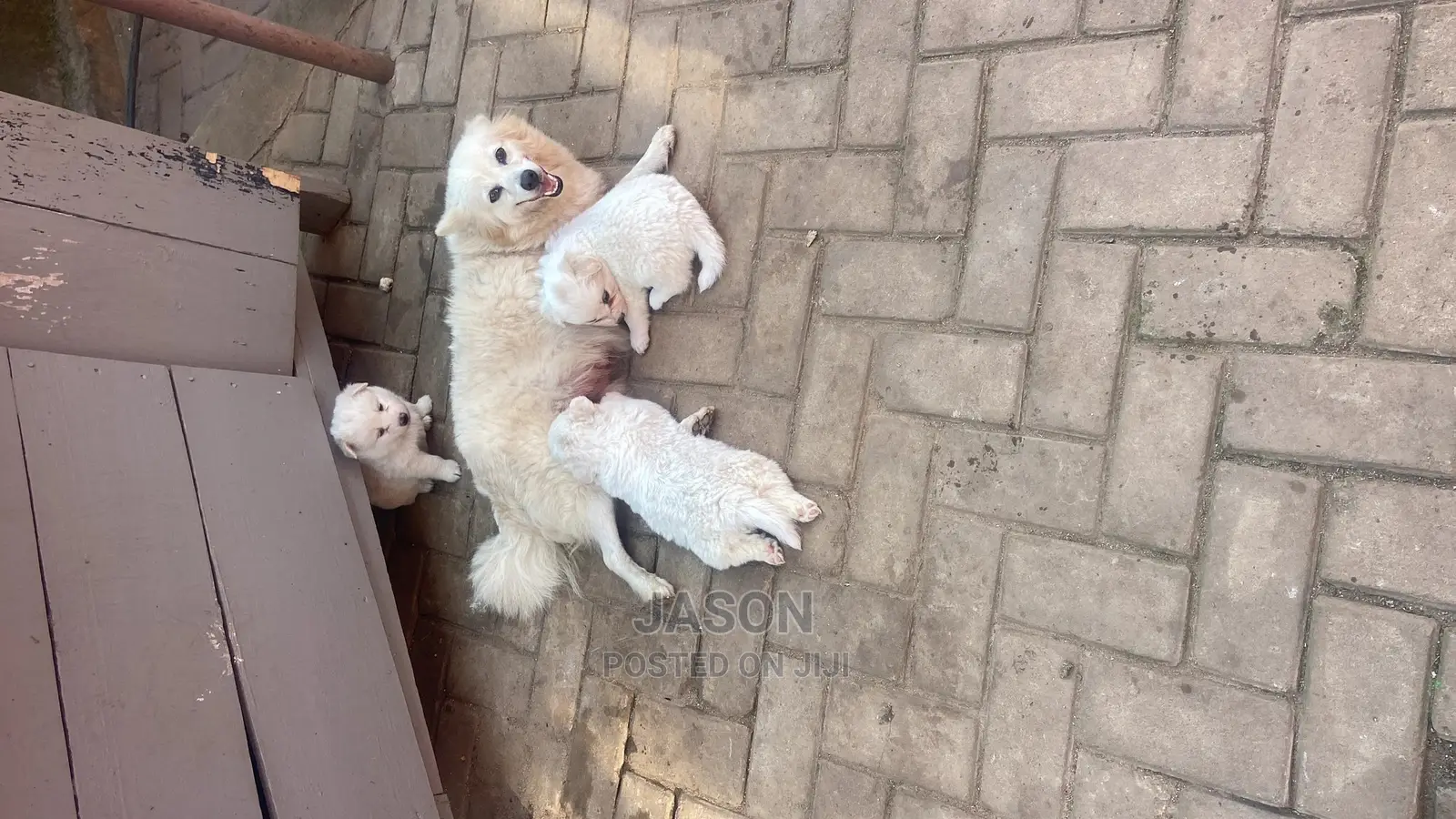 1-3 Month Male Purebred Japanese Spitz