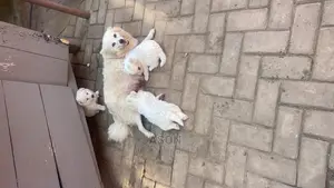 1-3 Month Male Purebred Japanese Spitz