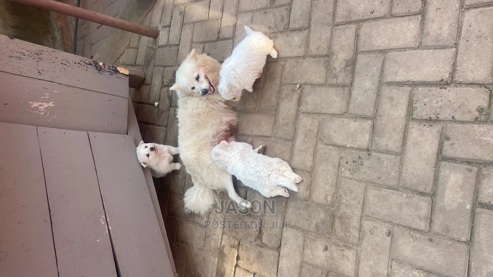 1-3 Month Male Purebred Japanese Spitz
