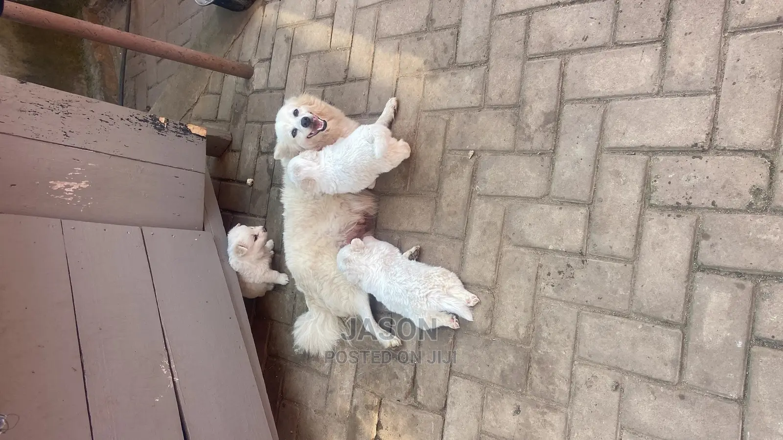 1-3 Month Male Purebred Japanese Spitz
