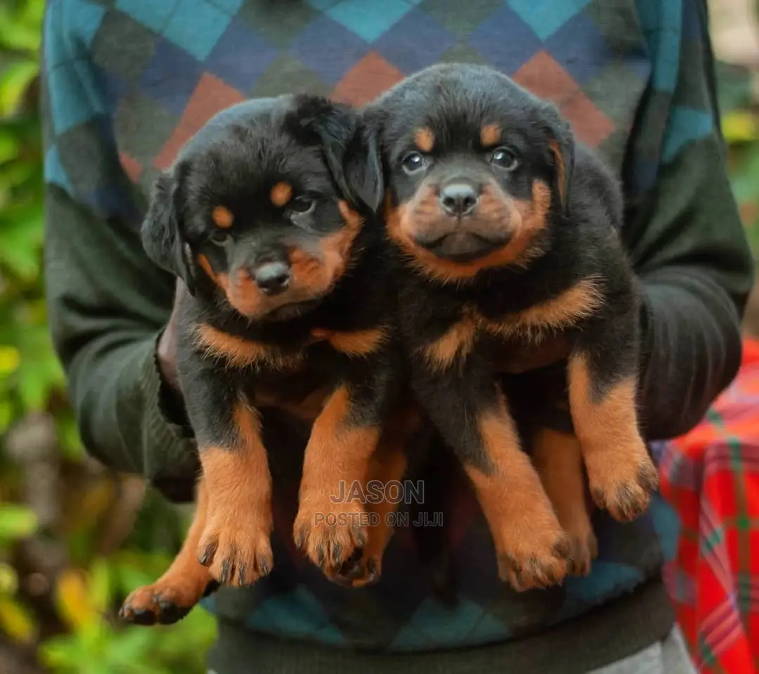 1-3 months Male Purebred Rottweiler