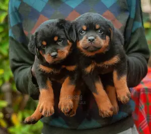 1-3 months Male Purebred Rottweiler