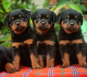 1-3 months Male Purebred Rottweiler