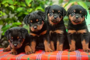 1-3 months Male Purebred Rottweiler