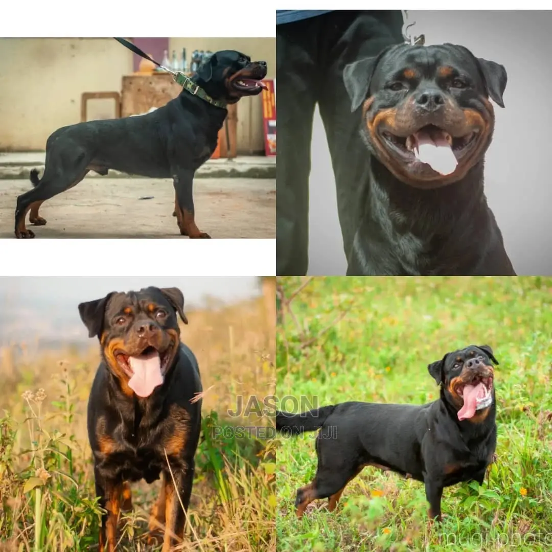 1-3 months Male Purebred Rottweiler