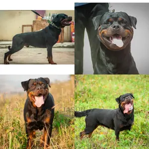 1-3 months Male Purebred Rottweiler