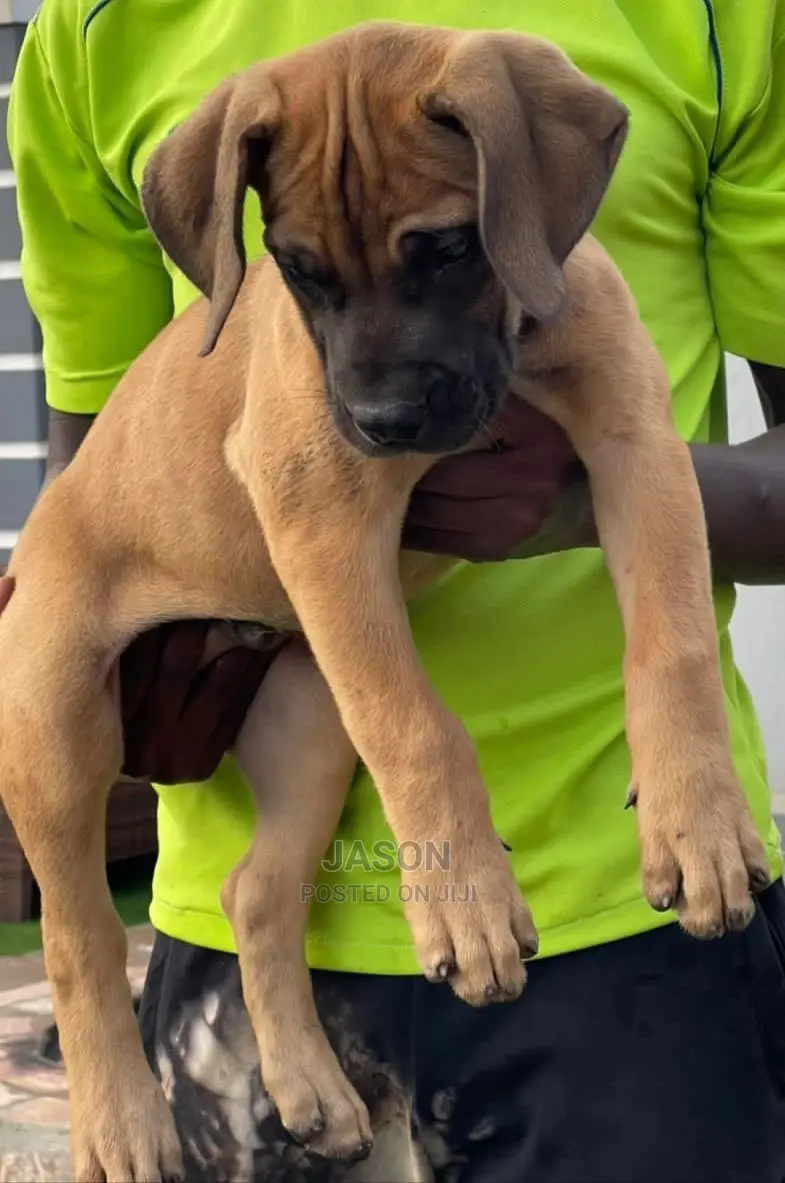 1-3 Month Male Purebred Boerboel
