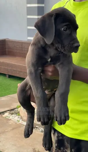 1-3 Month Male Purebred Boerboel