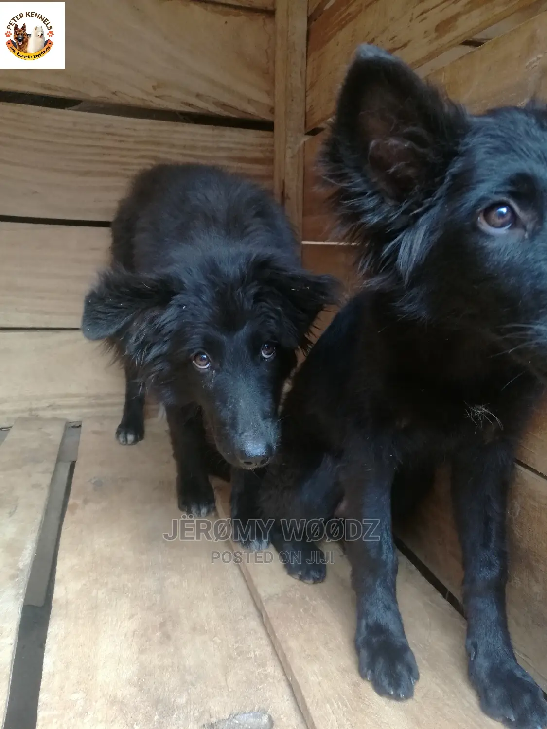 1-3 Month Female Purebred German Shepherd