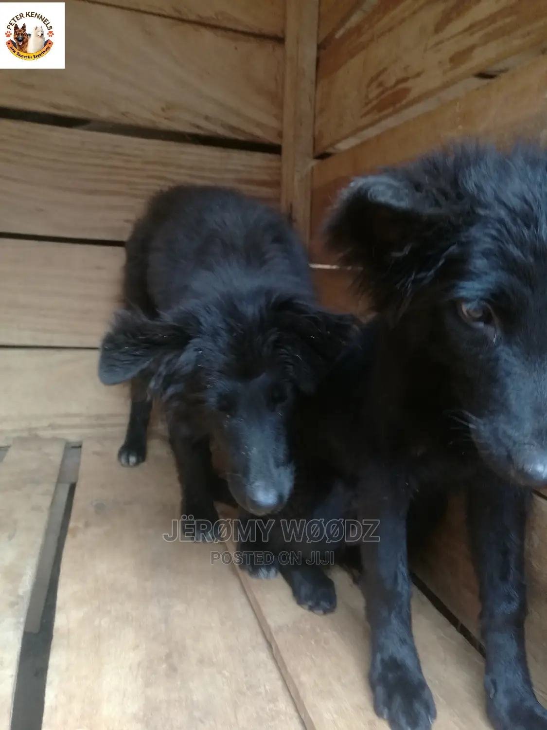 1-3 Month Female Purebred German Shepherd