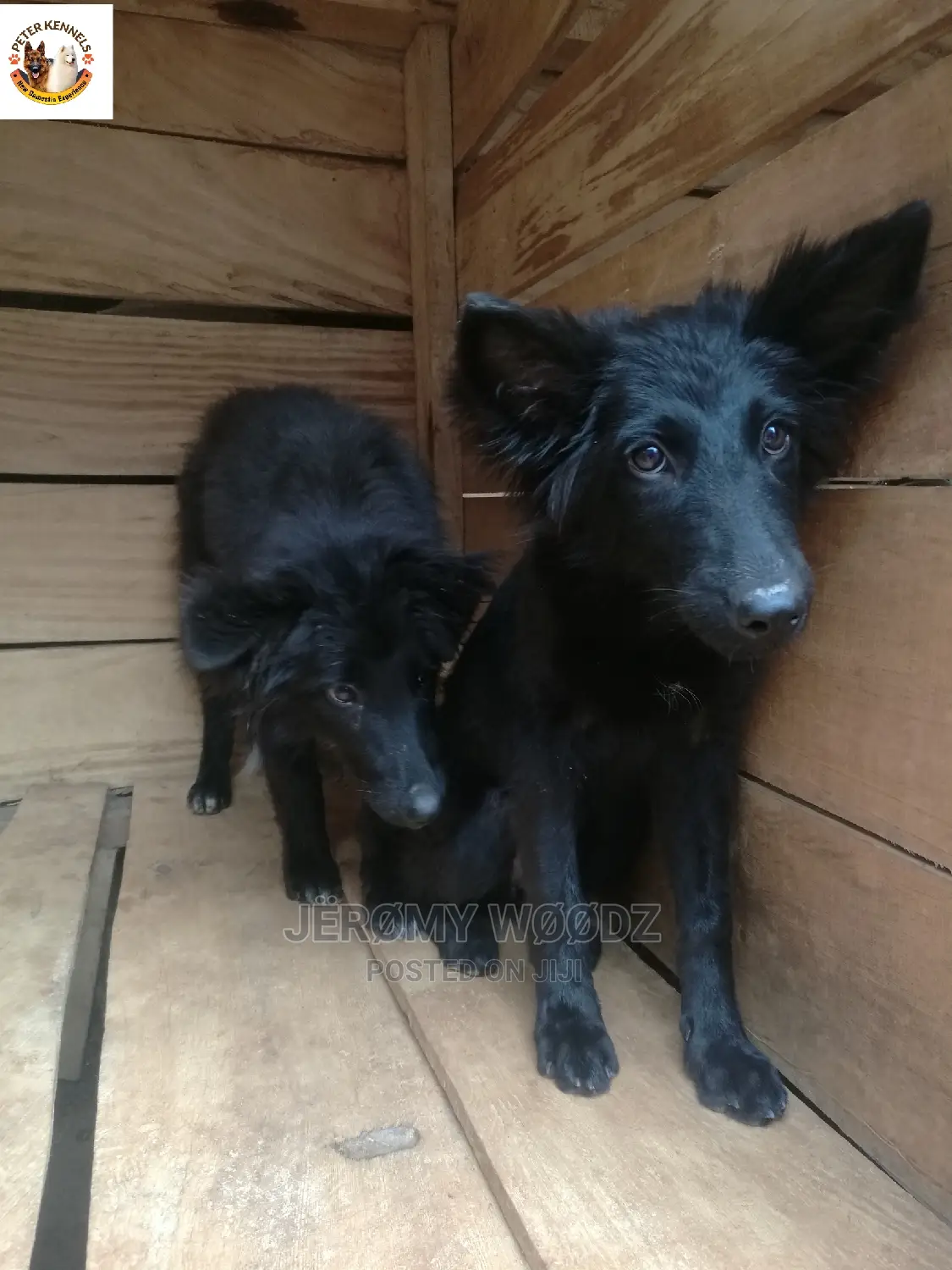 1-3 Month Female Purebred German Shepherd
