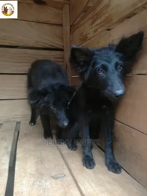 1-3 Month Female Purebred German Shepherd