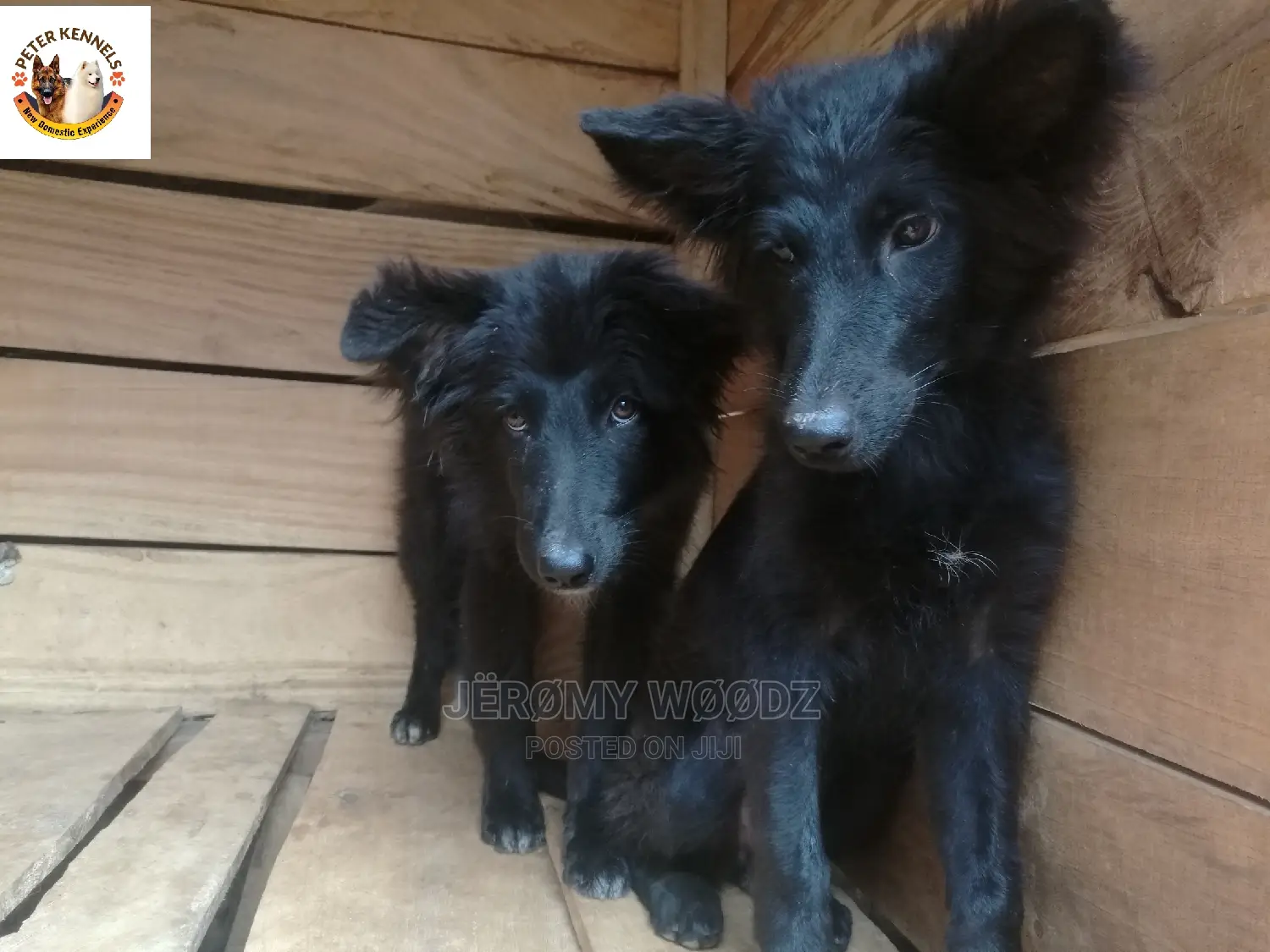 1-3 Month Female Purebred German Shepherd