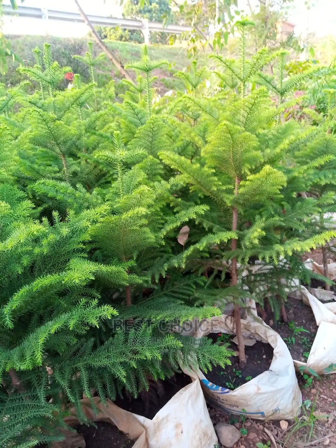 The Best Flowers and Plants Available at Our Garden.