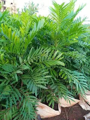 The Best Flowers and Plants Available at Our Garden.
