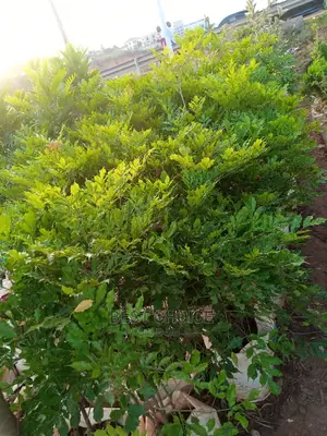 The Best Flowers and Plants Available at Our Garden.