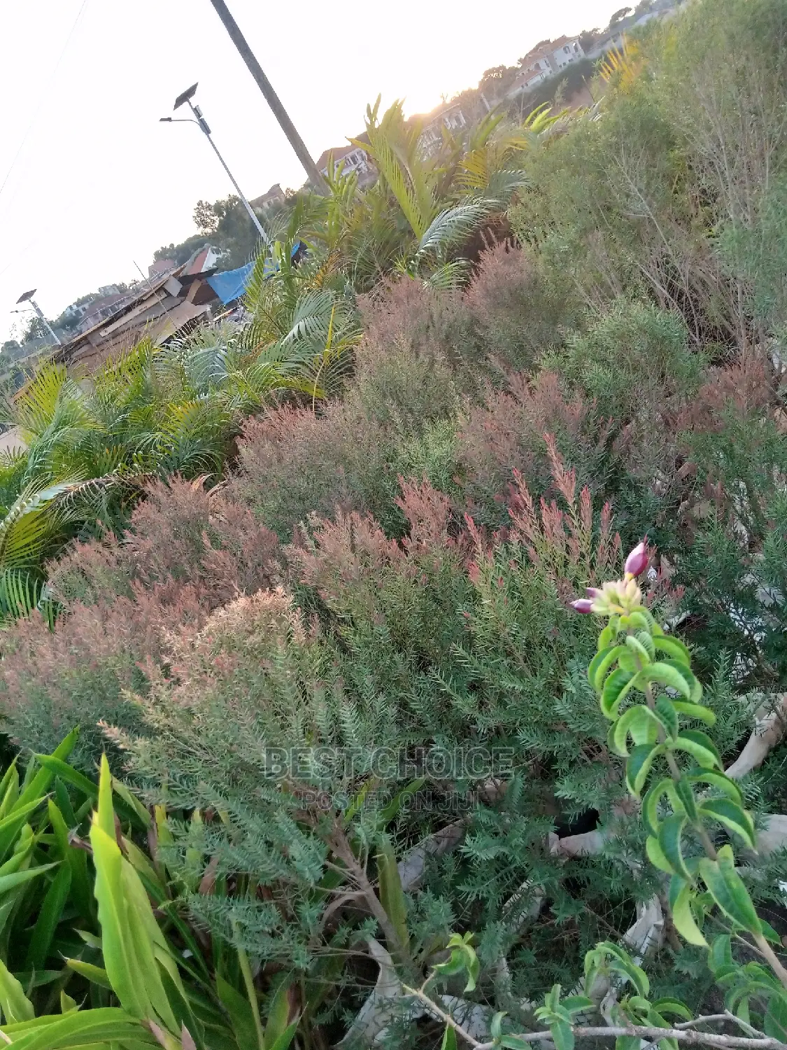 The Best Flowers and Plants Available at Our Garden.
