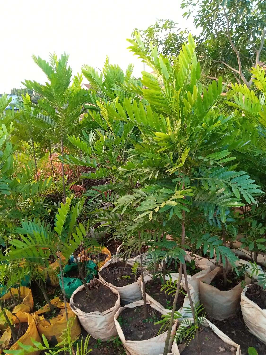 The Best Flowers and Plants Available at Our Garden.