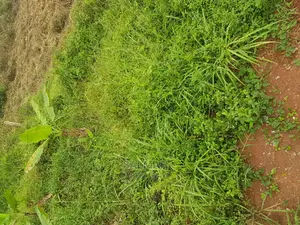 Titled Plots for Sale in Gayaza