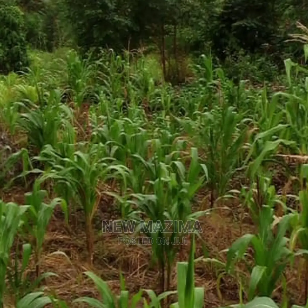 Muduma Along Mityaana Rd