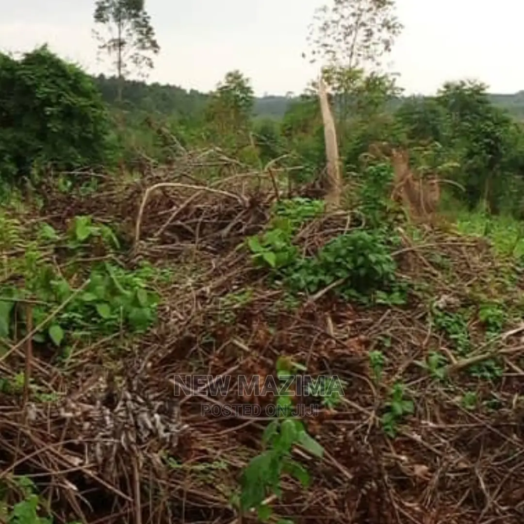 Muduma Along Mityaana Rd