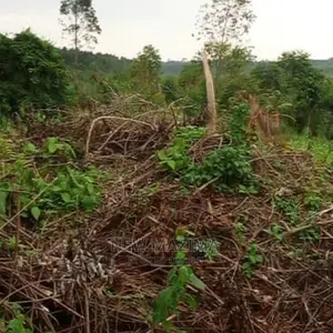 Muduma Along Mityaana Rd