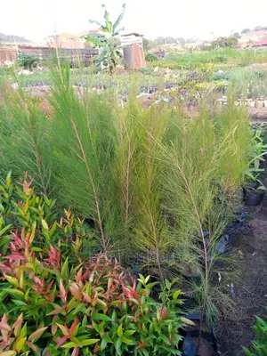 Gardening Plants/Flowers