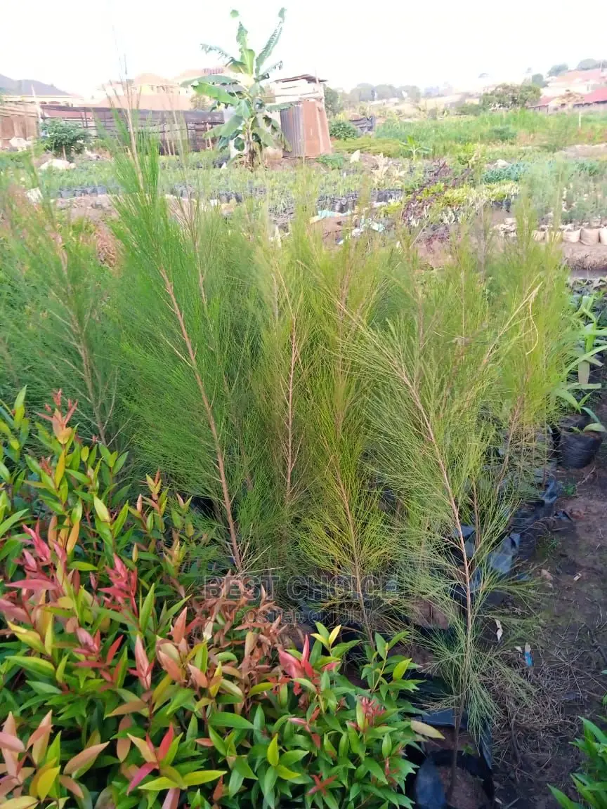 Gardening Plants/Flowers