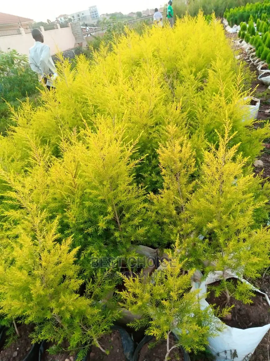 Gardening Plants/Flowers