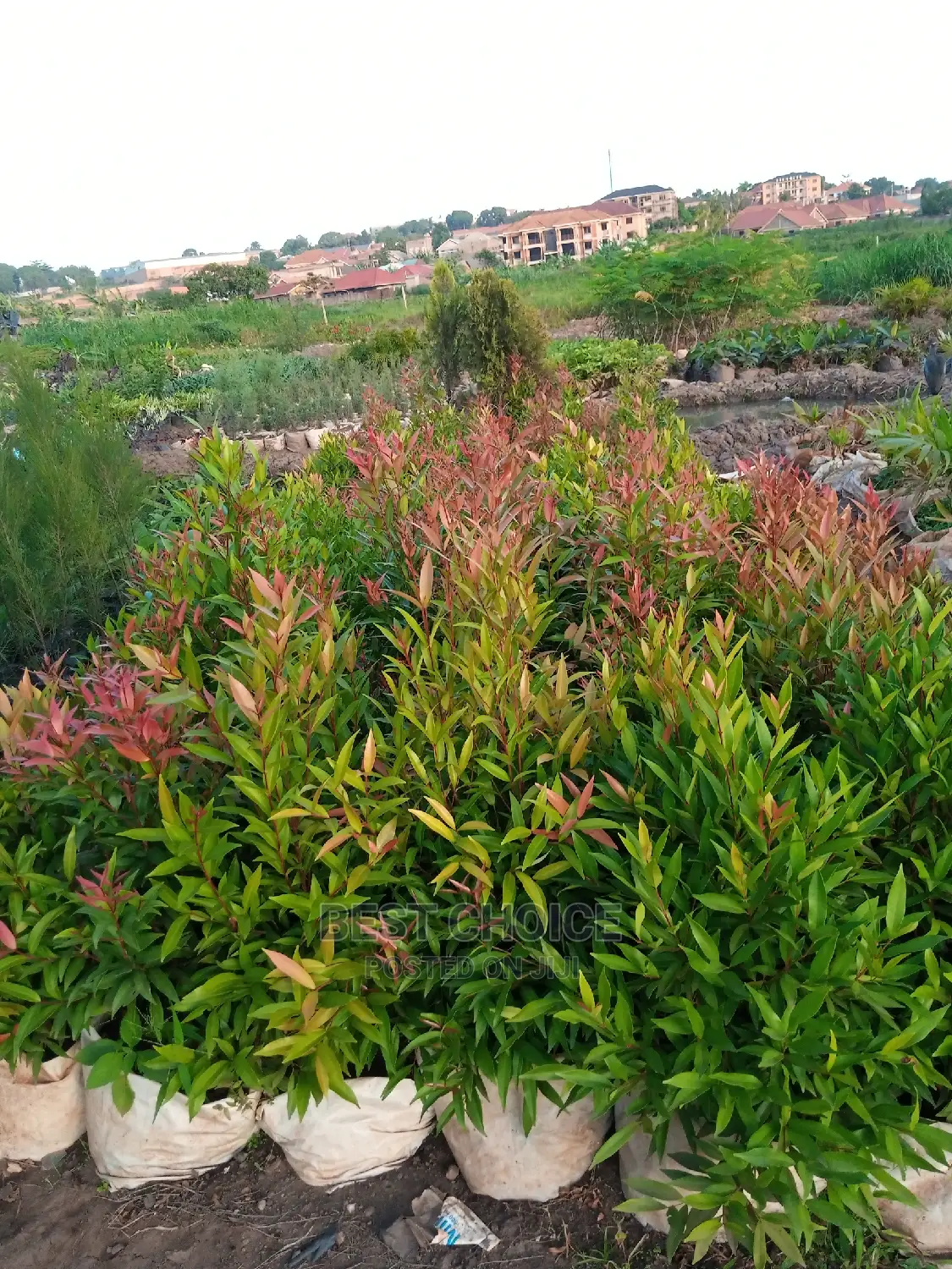 Gardening Plants/Flowers