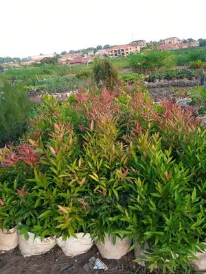Gardening Plants/Flowers