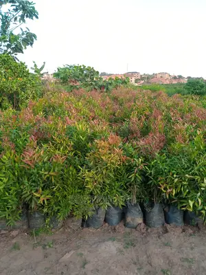 Gardening Plants/Flowers