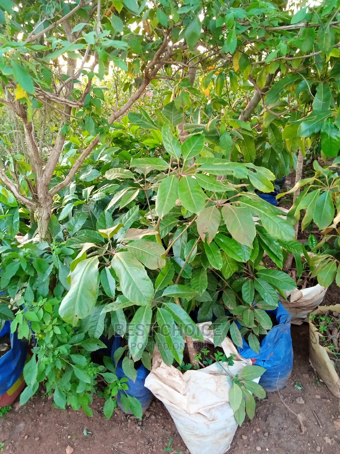 Gardening Plants/Flowers