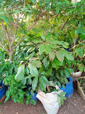 Gardening Plants/Flowers