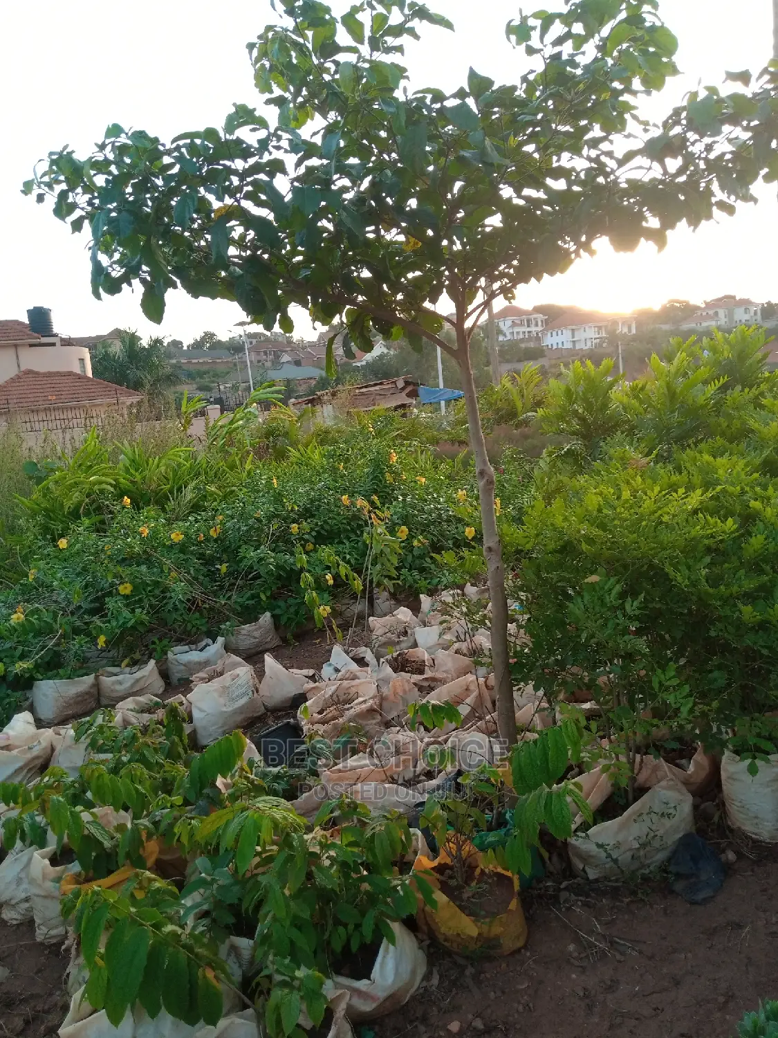 Gardening Plants/Flowers