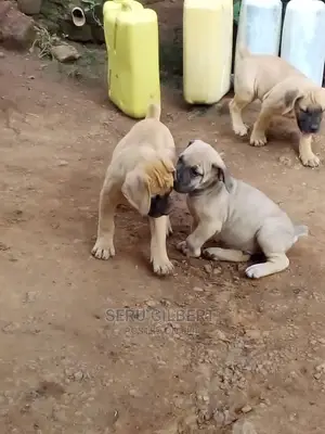 1-3 Month Female Purebred Boerboel