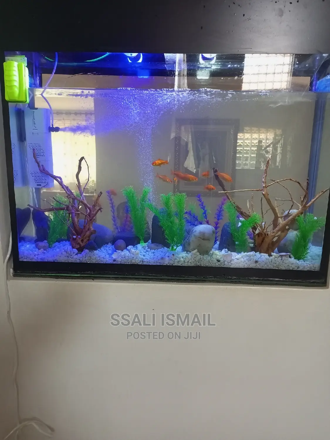 Aquarium Neatly Built in the Wall